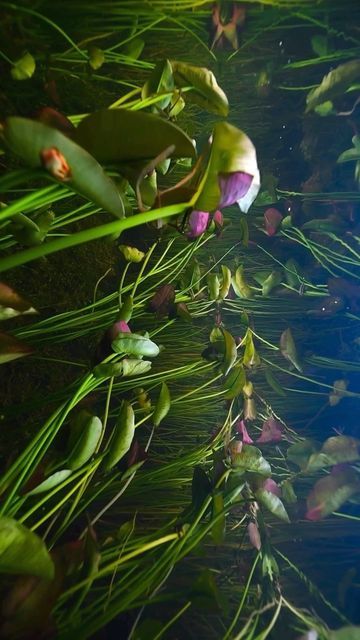 Art of Visuals on Instagram: "Some incredible clips from in the Florida Everglades. Reel by @lucamartinez.fl #wildlife #floridaeverglades #artofvisuals" Florida Everglades Photography, Everglades Photography, Florida Gothic, Florida Painting, Florida Vibes, Florida Nature, Florida Landscape, Florida Everglades, The Everglades