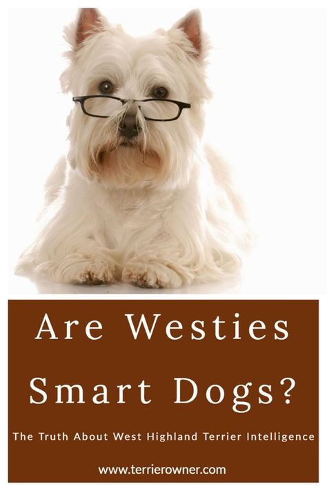 West Highland White Terrier Grooming, Funny Westies, West Highland Terrier Puppy, Dog Grooming Diy, Smart Dogs, Westie Puppies, Head Tilt, Dog Haircuts, Highland Terrier