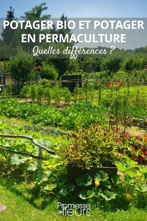 Les différences entre potager bio et potager en permaculture Plan Potager Permaculture, Permaculture, How To Plan, Plants, Design