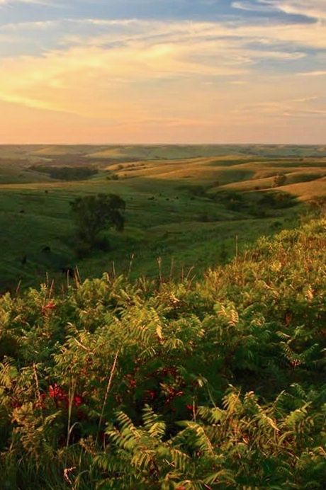 Konza Prairie | Kansas Kansas Photography, Kansas Landscape, Landscape Photography Beach, Prairie Landscape, Beautiful America, Mountain Landscape Photography, Flint Hills, Landscape Images, Country Landscape