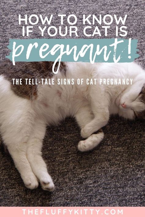 Sometimes it can be hard to tell if your cat is pregnant or not. Luckily there are a handful of ways to know if your cat is pregnant by watching for these physical and behavioral changes in your female cat. Click through to read these tell-tale signs of cat pregnancy! #cats #catpregnancy #newbornkittens #catcare #pregnantcats #catblog | The Fluffy Kitty Cat Pregnancy Announcement, Cat Pregnancy Stages, Cat Pregnancy, Cat Remedies, Pregnant Cat Stages, Cats Tips, Cat Having Kittens, Pregnant Cat Care, My Dog Is Pregnant