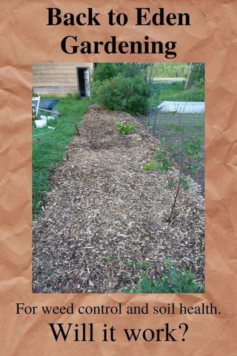 Following Permaculture Design to cover the soil, Back to eden gardening was used Back To Eden Garden Layout, Back To Eden Gardening, Back To Eden Garden, Back To Eden, Eden Garden, Permaculture Design, Covered Garden, Clay Soil, Soil Health