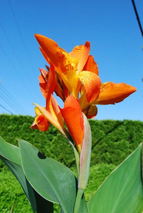 Canna Lillies, Canna Flower, Orange Punch, Deborah Silver, Annual Garden, Canna Lily, Garden Works, Red Pigment, Garden Designer