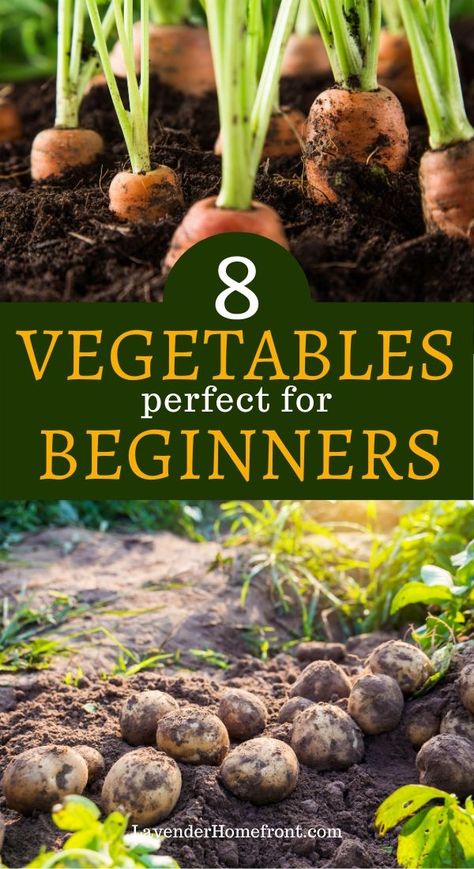 Easiest Vegetables To Grow, Gemüseanbau In Kübeln, Growing Vegetables In Pots, When To Plant Vegetables, Vegetables To Grow, Easy Vegetables To Grow, Small Vegetable Gardens, Vegetable Garden Planning, Vegetable Garden For Beginners