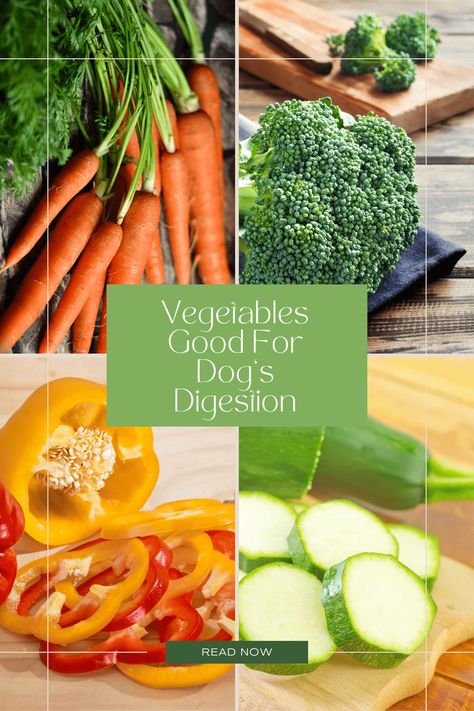 Vegetables Good For Dogs Digestion – Waggy Tales Veggies For Dogs, Most Nutritious Vegetables, Best Veggies, Doggie Treats, Green Veggies, Nutritious Diet, Best Dog Food, Dog Parents, Homemade Dog Food