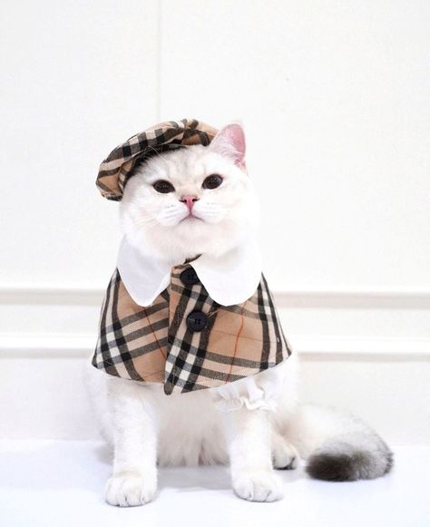 Cat Outfits, Cat Story, Fancy Cat, Cat Hacks, Cat Costume, Fancy Cats, Cat Stories, Pet Sweater, Cat Fashion