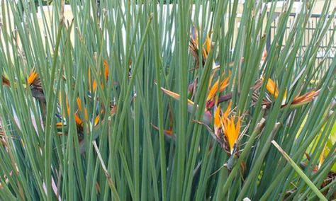 Strelitzia juncea Strelitzia Juncea, Bird Of Paradise Plant, Vertical Garden Design, Paradise Plant, Bird Of Paradise, Tropical Birds, Birds Of Paradise, Blue Butterfly, Vertical Garden