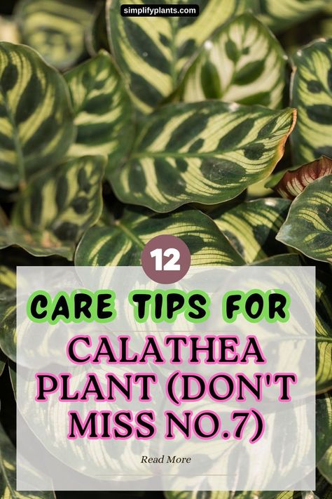 calathea plant care tips -Calathea care guide
Indoor Calathea care -
Tips for caring for Calathea plants -
Calathea plant care advice -
Calathea plant maintenance -
Houseplant care tips -
Calathea plant care essentials -
Caring for indoor Calathea -
Calathea plant care routine -
Calathea plant care best practices -
Calathea care instructions -
Indoor plant care tips -
Calathea plant health tips -
Tips for growing Calathea plants -
Calathea plant care techniques - Calathea Plant Care, Prayer Plant Care, Indoor Plant Care Guide, Plant Care Tips, Calathea Plant, Inside Plants, Prayer Plant, Indoor Plant Care, Low Light Plants