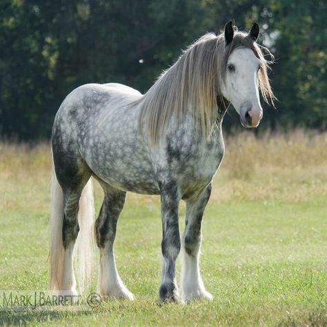 Dapple Gray Drum Horse Draft stallion Dapple Grey Horse, Drum Horse, Dapple Grey Horses, Percheron Horses, Big Horses, Horse Dressage, Horse Boarding, Andalusian Horse, Most Beautiful Horses