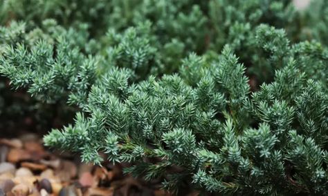 Creeping Juniper: How To Grow A Living Carpet - Epic Gardening Creeping Juniper, Evergreen Ground Cover Plants, Juniper Shrub, Gardening For Dummies, Perennial Ground Cover, Tall Shrubs, Diy String Lights, Drought Tolerant Landscape, How To Crochet For Beginners