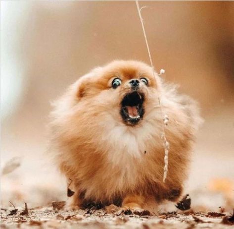 Pictures of undeniably funny and adorable Pomeranian is here to take away your sad days and lift up your mood throughout the day! Arianna Character, Pomeranian Puppy Aesthetic, Pomeranian Aesthetic, Scream Munch, Pomeranian Funny, Funny Pomeranian, Puppy Playpen, Pomeranian Lovers, Dog Movies