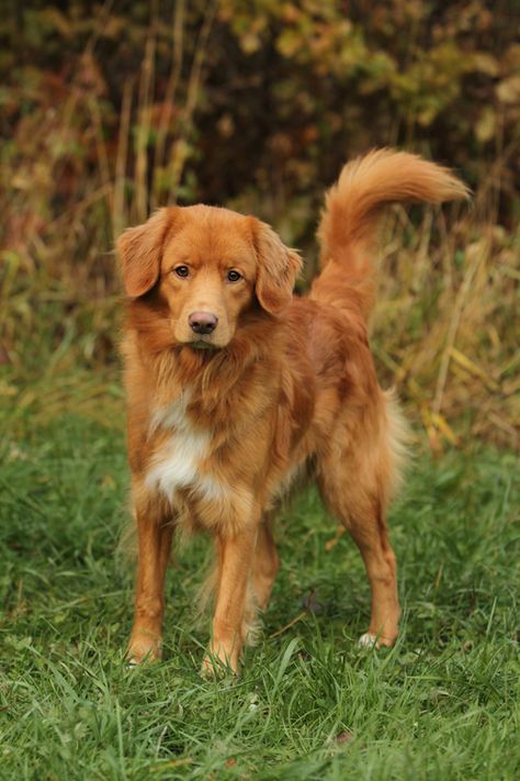 Handsome Mille by SaNNaS on DeviantArt Toller Dog, Nova Scotia Duck Tolling Retriever, Dog Kitchen, Golden Retriever Mix, Dog Pics, Dogs Lover, Australian Shepherds, Irish Setter, Pet Stuff