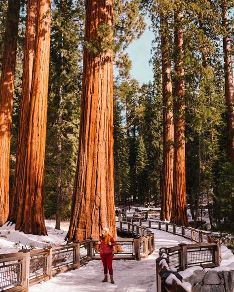 Planning a trip to Yosemite in the Fall or early winter? These are the best fall Yosemite hikes, what's open in the park, where to stay, where to eat in the national park & more travel tips and ideas of things to do in Yosemite in October, November, or December! #california Oakhurst California, Yosemite Photos, Giant Sequoia Trees, Yosemite Trip, Majestic Hotel, Tuolumne Meadows, Yosemite California, Yosemite Park, Sequoia Tree