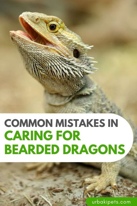 When it comes to the proper care and maintenance of bearded dragons, opinions vary widely, especially as to whether or not sand can be used, or feeding insects such as mealworms to the dragons. This video tutorial will share with you a lot of information that will be helpful in avoiding several common mistakes that are made when it comes to caring for a bearded dragon. Bearded Dragon Humidity, Caring For Bearded Dragon, Bearded Dragon 40 Gallon Tank Setup, Bearded Dragon Tank Set Up, Types Of Bearded Dragons, Bearded Dragon Substrate Ideas, Bio Active Terrarium Bearded Dragon, How To Take Care Of A Bearded Dragon, Bearded Dragon Care Guide