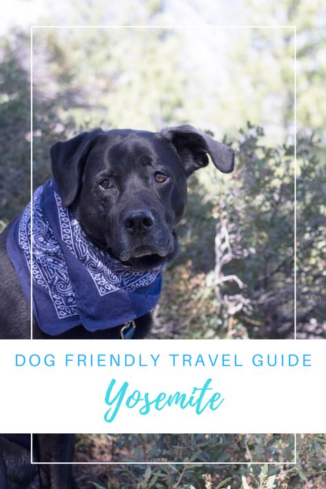 Gennifer Rose - Dog Friendly Travel Guide to Yosemite #travel #yosemite Dog Friendly Vacation, Rosé Dog, Yosemite California, Dog Friendly Hotels, Muddy Paws, Hiking Dogs, Yosemite Falls, Popular Dog, Dog Travel