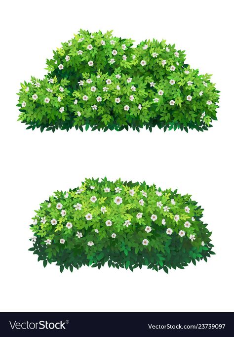 Bush Plants For Garden, Flower Bush Illustration, Flower Bush Drawing, Shrubs Drawing, Bushes With Flowers, Bushes Illustration, Bush With Flowers, Bush With White Flowers, Garden Design Drawing