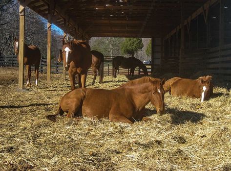 Traveling With Horses, Horse Rehabilitation, Horse Rescue Facility, Senior Horse Care, Equine Assisted Therapy, Horse Sanctuary, Horse Desensitizing, Horse Photoshoot, Horse Rescue