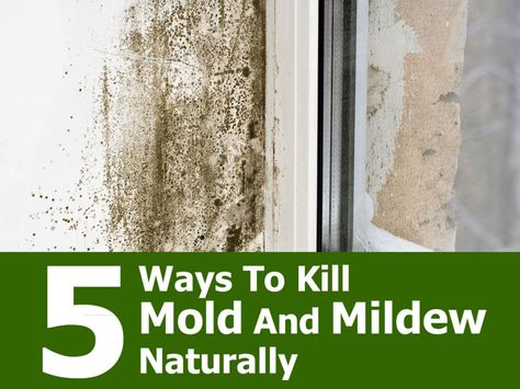 Molds are part of the natural environment. Mold and mildew can be toxic so it is best to keep it out of your home. They can cause many negative symptoms such as respiratory problems as well as infections (especially those with pre-existing respiratory diseases), heart problems, and allergy symptoms. Mold Basics Mold control starts with … Get Rid Of Black Mold, Kill Mold, Clean Baking Pans, Black Mold, Cleaning Painted Walls, Carpet Cleaning Hacks, Deep Cleaning Tips, Mold Remover, Clean Dishwasher