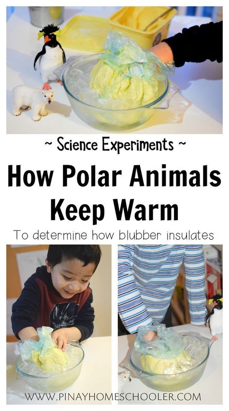 Animal Science Experiments, Animal Mashups, Animal Experiments, Animal Printables, Polar Animals, Kid Experiments, Animal Science, Preschool Science, Afterschool Activities