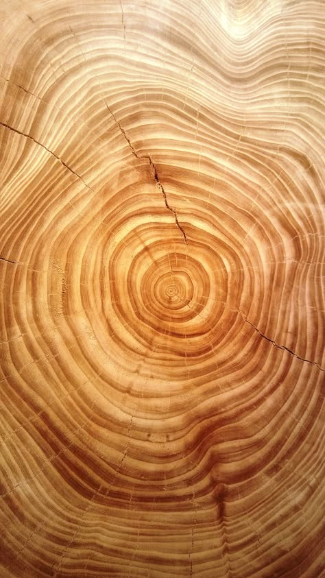 Tree Rings Aesthetic, Tree Ring Wallpaper, Wood Asthetic Picture, Tree Bark Pattern, Organic Texture Nature, Natural Materials Texture, Wood Texture Aesthetic, Layers In Nature, Nature Texture Photography