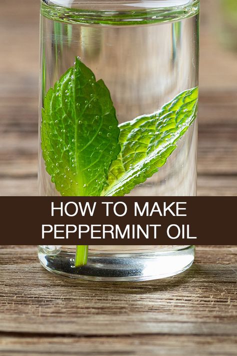 You can pick the leaves or pluck fresh buds for Peppermint oil in autumn/winter and gather enough for you to use throughout the year. Once you have collected enough, follow these simple steps. | https://www.ihtbio.com/how-to-make-peppermint-oil/ How To Make Peppermint Oil From Leaves, Diy Peppermint Extract, Uses For Dried Mint, Peppermint Oil Recipes, Making Peppermint Oil, How To Make Peppermint Essential Oil, How To Make Peppermint Extract, How To Make Mint Oil, Homemade Peppermint Extract