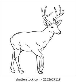 Line art pictures of black and white deer Deer Coloring Pages, Deer Vector, Deer Drawing, Deer Pictures, White Deer, Deer Silhouette, Cute Deer, Drawing Images, Realistic Drawings