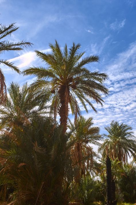 Palm tree in the desert of Algeria Dnd Campaign, Date Palm, In The Desert, The Desert, Palm Tree, Palm Trees, Morocco, Trees, Travel