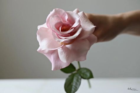 How to Turn Basic Roses from Beautiful to Breathtaking - Between Carpools How To Make Roses Open Up, How To Replant Roses Stems, Propagating Roses From Bouquet, Rose Clippings Planting, Plant Roses From Stem, Open Rose, Gardening Hacks, Rose Stem, How To Turn