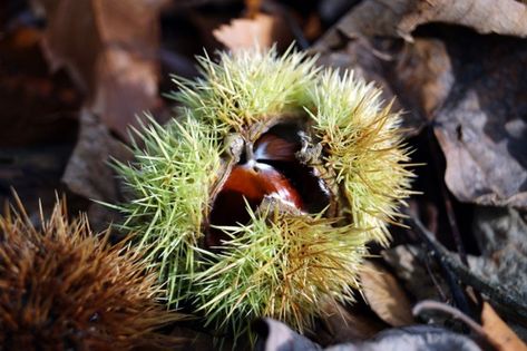 Sweetchestnuts Foraging Guide, Foraging Recipes, Whats In Season, Leafy Greens, Cooking Ideas, In November, Recipe Ideas, Best Foods, About Uk