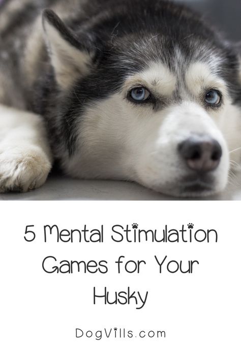 Husky Training Tips, Husky Lab Mix Puppy, Husky Care, Physically Tired, Husky Puppy Training, Haski Dog, Mini Husky, Husky Facts, Husky Training