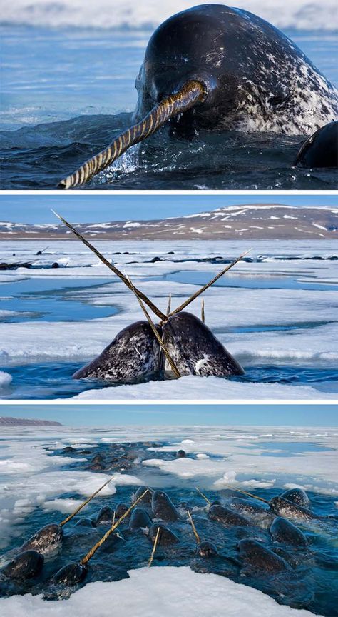 Narwhal Photo, Narwhal Pictures, Weird Sea Creatures, Sea Whale, World Video, Under The Ocean, Wolf Spirit Animal, Wildlife Photographer, Unusual Animals