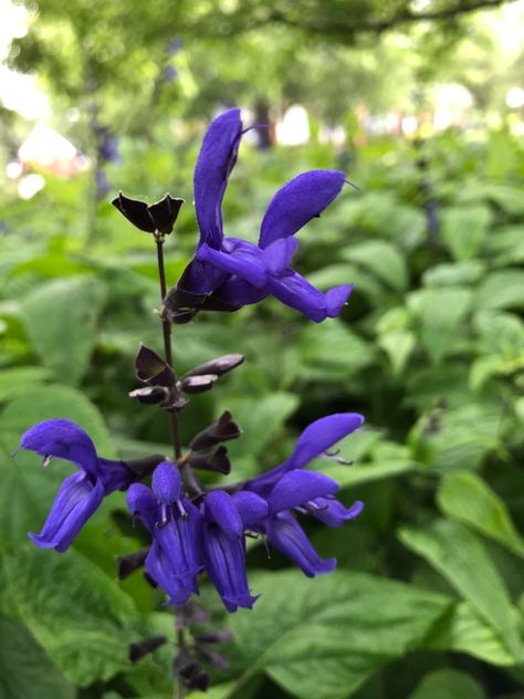 Salvia guaranitica 'Black and Blue' (Anise-scented sage 'Black and Blue', Black and Blue Anise-Scented Sage, Black and Blue Salvia, Blue Anise Sage 'Black and Blue', Brazilian Anise Sage 'Black and Blue') | North Carolina Extension Gardener Plant Toolbox Black And Blue Salvia, Alabama Garden, Salvia Blue, Blue Salvia, Pollinator Garden Design, Salvia Plants, Sage Plant, Soil Texture, Sage Blue