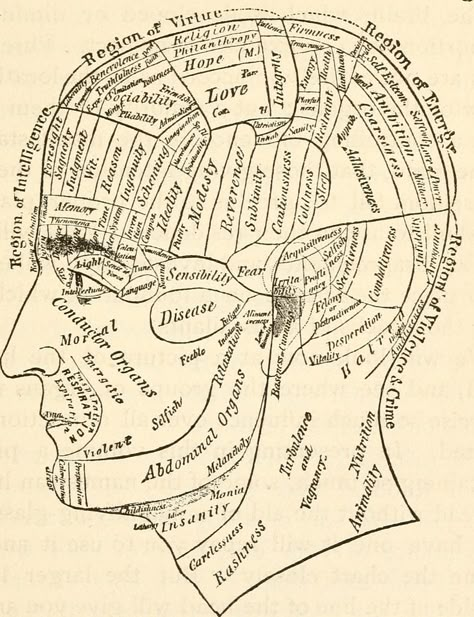 Phrenology Head, Face Reading, Human Anatomy Art, Make Do, Palm Reading, Vintage Medical, Fortune Telling, Scientific Illustration, Medical Illustration