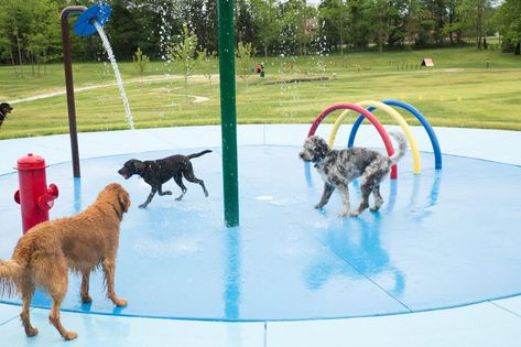 Happy Hounds Playground - Home Dog Park Equipment, Puppy Playground, Spray Park, Dog Spray, Miniature Dog, Park Equipment, Dog Playground, Pet Resort, Water Parks