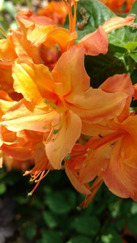 Azalea Mandarin Lights Coral Azaleas, Encore Azaleas Autumn Lily, Autumn Embers Encore Azalea, Orange Azalea, Flowers Azalea, Flower Orange, Azalea Flower, Orange, Plants