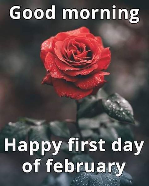 Good morning happy first day of February Good Morning February Quotes, February First Quotes, First Day Of February Quotes, Welcome February Images, Good Morning February, Happy First Day Of February, Happy February 1st, First Day Of February, February Images