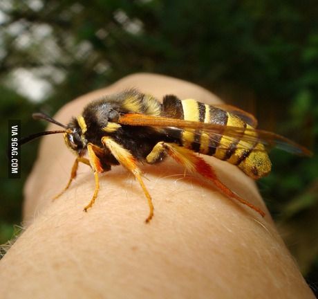 This is a Hornet Moth. A harmless moth which happens to do an excellent job of looking like a hornet. Hornet Aesthetic, Bug Boy, Beautiful Bugs, Creepy Crawlies, Random Facts, Trust Issues, Arachnids, Weird Stuff, Animal Facts