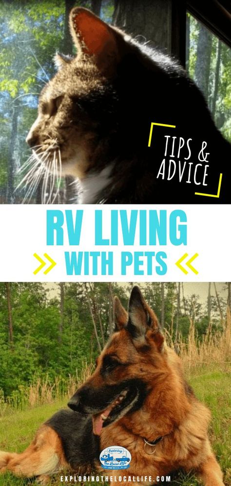 Rv Living With Cats, Rv Life Full Time, Camper Organization Rv Living, Rv Pet, Glamping Trailer, Travel Trailer Organization, Travel Trailer Living, Camper Organization, Rv Camping Tips