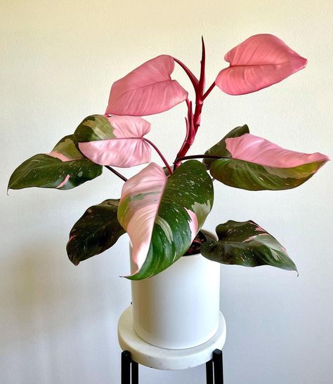 The Rare and Beautiful Pink Princess Philodendron Pink Pothos, Princess Plant, Pink Princess Philodendron, Philodendron Pink Princess, Philodendron Plant, Pinterest Contest, Mary Mary, Merritt Island, Ficus Elastica