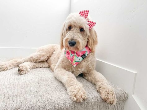 Dog Hair Bows, Bow Hairstyle, One In A Melon, Summer Dog, Mini Schnauzer, Dog Hair, Pet Hair, Pet Bandana, Goldendoodle