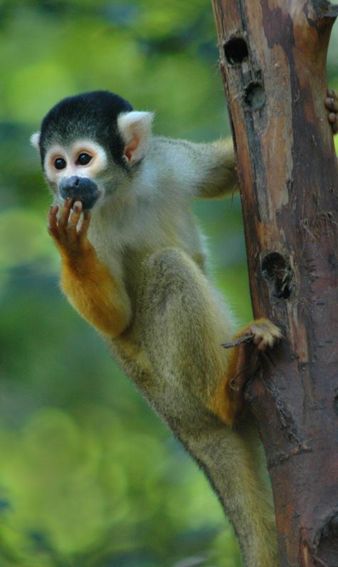 Squirrel Monkey– Amazon Monkeys Seen on a River Cruise #Amazon #Rainforest #Jungle #Monkeys Monkey Photography, Monkey Species, Amazon Animals, Jungle Monkey, Squirrel Monkey, Rainforest Animals, Spider Monkey, Monkey Pictures, Pet Monkey