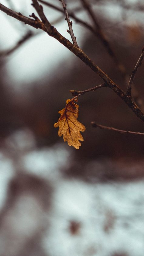 Autumn Tree Branch, Leaf Photo, Tree Pictures, Brown Autumn, Brown Tree, Autumn Tree, Tree Images, Autumn Leaf, Stoke On Trent