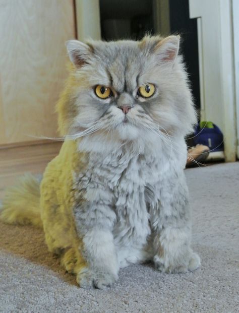 Mr. Bergamont Boots, a shaded silver Persian, looking dapper in his Teddy Bear Cut. Cat Grooming Styles, Cat Haircut, Cat Teddy Bear, Wanna Cuddle, Teddy Photos, Grooming Ideas, Cat Groomer, Cut Cat, Baby Teddy Bear