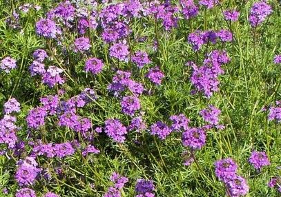 Moss Verbena Ground Cover, Moss Verbena, Machine Knit, Whoop Whoop, Purple Plum, Attract Butterflies, Yard Design, Ground Cover, Container Plants