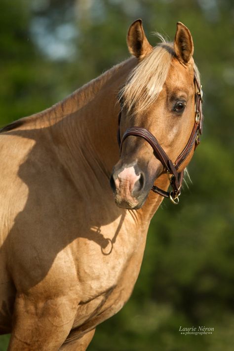 Laurie Neron Photographe · 
Impossible to choose just one photo of this Quarter Horse stallion .... 
Spark Top, a stallion with reining bloodline, of super origin (son of Jacs Electric Spark/Shining Spark and Chantilly Whiz/Topsail Whiz), a golden mantle and a really flashy color "Dunalino" (palomino + dun gene)
A very nice gentleman really great to have under the lens
here is his page
Spark Top
https://www.facebook.com/spark.top.56 Quarter Horse Stallion, Golden Horse, Reining Horses, Palomino Horse, Quarter Horse, Pretty Horses, First Photo, Beautiful Horses, Horses