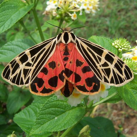 Pretty Moth - underwing species?  Found in NC around May on my Lantana. - Grammia virgo Underwing Moth, Pretty Moths, Bug Costume, Moth Species, Colorful Moths, Moth Art, Beautiful Bugs, 3d Butterflies, Bird Cards