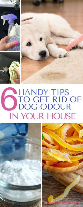 Dog Pee Smell, Bo Diddley, Pee Smell, House Pets, Pet Smell, House Smell Good, Dog Smells, Dog Pee, Dog Odor