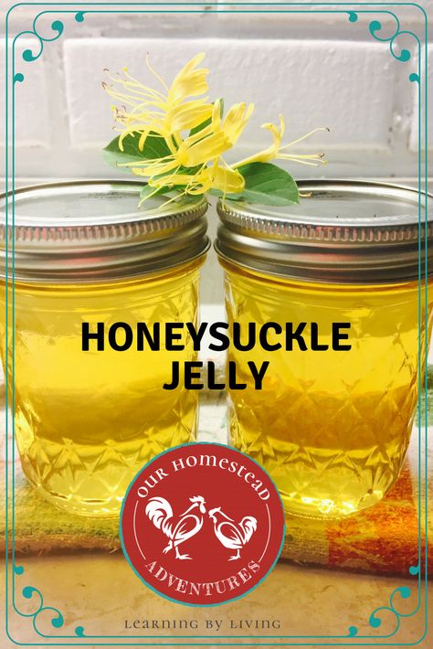 Honeysuckle Jam Recipe, How To Make Honeysuckle Jelly, Honeysuckle Syrup Recipe, Jelly Making Recipes, Homestead Items To Sell, Flower Jelly Recipes, Honey Suckle Jelly Recipe Easy, Honeysuckle Recipe, Honeysuckle Jelly Recipe