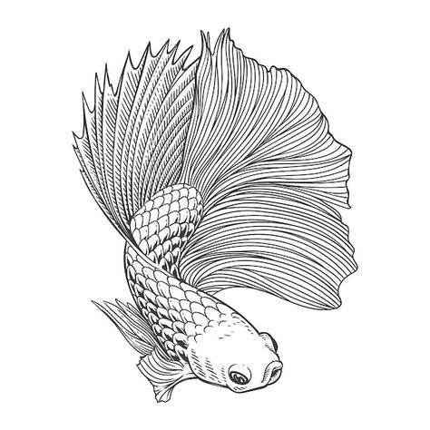 Drawing Flames, Fish Sketch, Grass Vector, Fish Drawing, Fish Artwork, Fish Graphic, Fish Vector, Fish Illustration, Fish Drawings