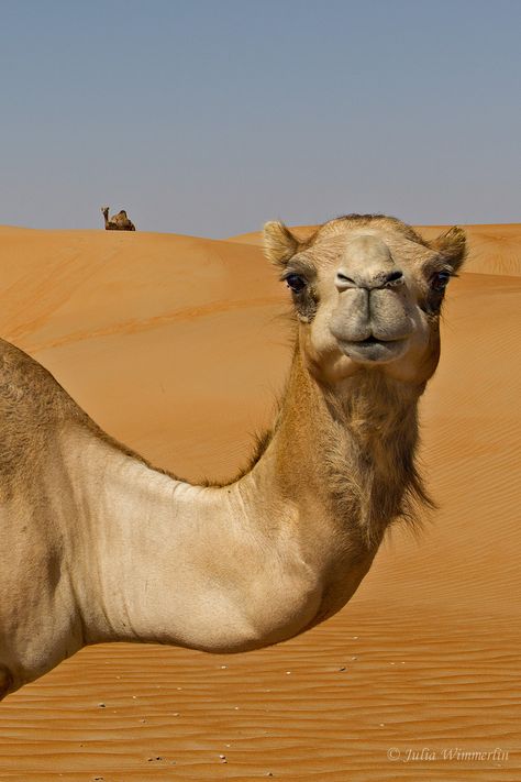 Camels Art, Bactrian Camel, Desert Animals, Afrique Art, Wild Kingdom, In The Desert, Animal Planet, Animal Photo, 귀여운 동물